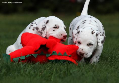 Xavier mit seiner Schwester Xperience Me vom Teutoburger Wald (4. Woche)