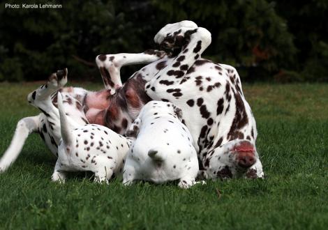 Mama Quality Queen vom Teutoburger Wald mit ihrem X-Wurf vom Teutoburger Wald (4. Woche) 