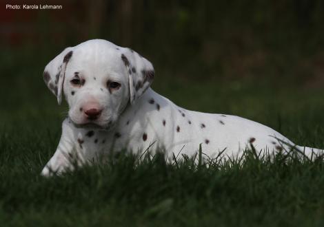 Xavier vom Teutoburger Wald (4. Woche)