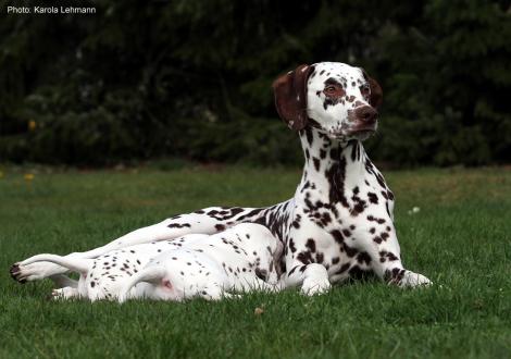Mama Quality Queen vom Teutoburger Wald mit ihrem X-Wurf vom Teutoburger Wald (4. Woche) 