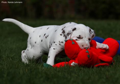 Xavier vom Teutoburger Wald (4. Woche)
