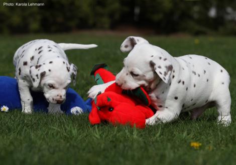 Xperience Me mit ihrem Bruder Xavier vom Teutoburger Wald (4. Woche)