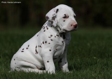 Xavier vom Teutoburger Wald (4. Woche)