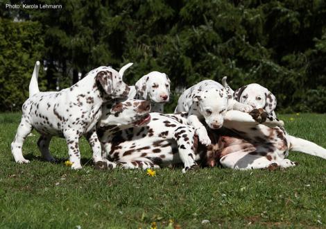 Mama Quality Queen vom Teutoburger Wald mit ihrem X-Wurf vom Teutoburger Wald (5. Woche) und dem Christi ORMOND L-Wurf (6. Woche)