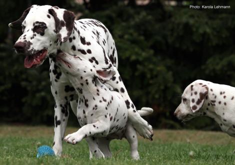 Xavier und Xperience Me vom Teutoburger Wald (8. Woche) mit Tante Kyra (Christi ORMOND Knjazjouna Kyra)