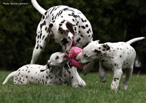 Xavier und Xperience Me vom Teutoburger Wald (8. Woche) mit Tante Kyra (Christi ORMOND Knjazjouna Kyra)