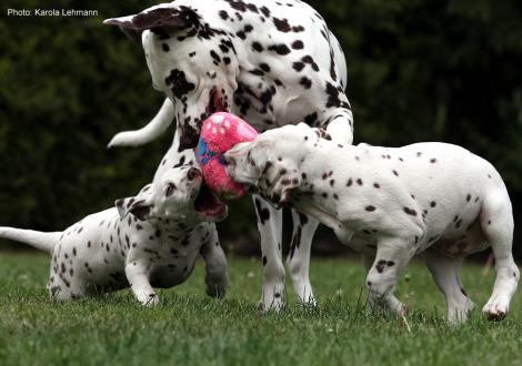 Xavier und Xperience Me vom Teutoburger Wald (8. Woche) mit Tante Kyra (Christi ORMOND Knjazjouna Kyra)