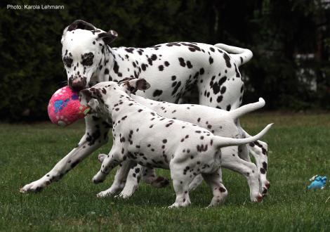 Xavier und Xperience Me vom Teutoburger Wald (8. Woche) mit Tante Kyra (Christi ORMOND Knjazjouna Kyra)