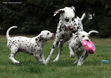Xavier und Xperience Me vom Teutoburger Wald (8. Woche) mit Tante Kyra (Christi ORMOND Knjazjouna Kyra)