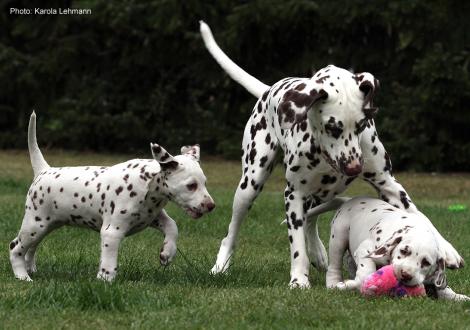 Xavier und Xperience Me vom Teutoburger Wald (8. Woche) mit Tante Kyra (Christi ORMOND Knjazjouna Kyra)
