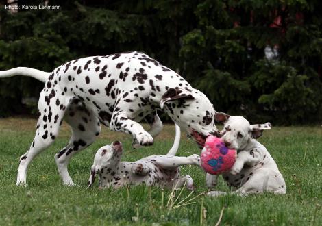 Xavier und Xperience Me vom Teutoburger Wald (8. Woche) mit Tante Kyra (Christi ORMOND Knjazjouna Kyra)