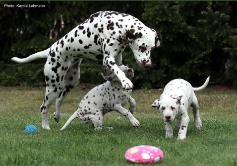 Xavier und Xperience Me vom Teutoburger Wald (8. Woche) mit Tante Kyra (Christi ORMOND Knjazjouna Kyra)