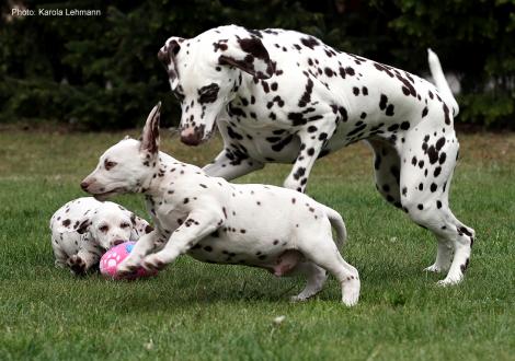 Xavier und Xperience Me vom Teutoburger Wald (8. Woche) mit Tante Kyra (Christi ORMOND Knjazjouna Kyra)