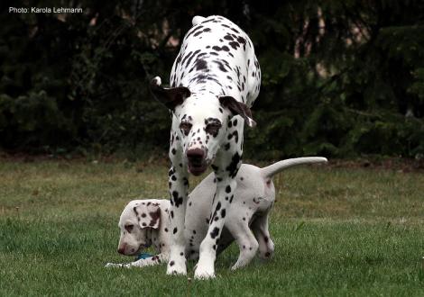 Xavier vom Teutoburger Wald (8. Woche) mit Tante Kyra (Christi ORMOND Knjazjouna Kyra)