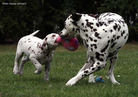 Xavier vom Teutoburger Wald (8. Woche) mit Tante Kyra (Christi ORMOND Knjazjouna Kyra)
