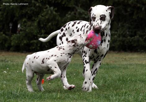 Xavier vom Teutoburger Wald (8. Woche) mit Tante Kyra (Christi ORMOND Knjazjouna Kyra)