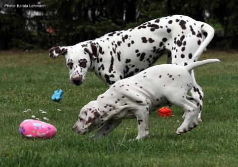 Xavier vom Teutoburger Wald (8. Woche) mit Tante Kyra (Christi ORMOND Knjazjouna Kyra)