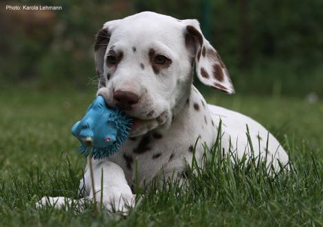 Xavier vom Teutoburger Wald (8. Woche)