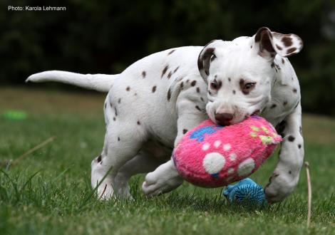 Xavier vom Teutoburger Wald (8. Woche)
