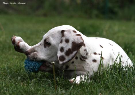 Xavier vom Teutoburger Wald (8. Woche)