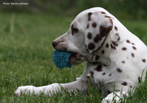 Xavier vom Teutoburger Wald (8. Woche)