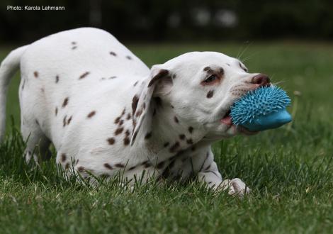 Xavier vom Teutoburger Wald (8. Woche)