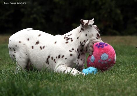 Xavier vom Teutoburger Wald (8. Woche)