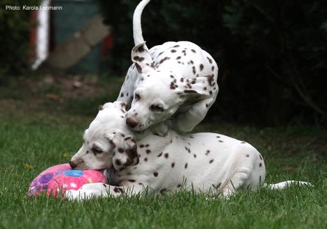 Xavier mit seiner Schwester Xperience Me vom Teutoburger Wald (8. Woche)