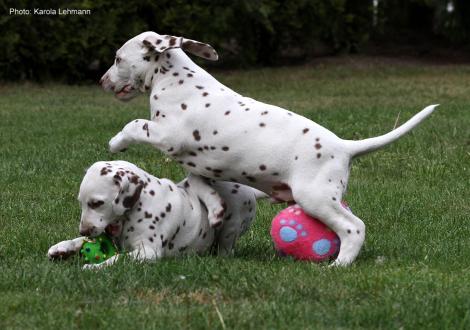Xavier mit seiner Schwester Xperience Me vom Teutoburger Wald (8. Woche)