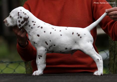 Xavier vom Teutoburger Wald (6. Woche) vermittelt nach Höxter - Rüde | fehlerfrei | beidseitig hörend -