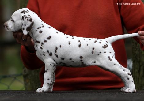  Xperience Me vom Teutoburger Wald (6. Woche) vermittelt nach Neuss - Hündin | fehlerfrei | beidseitig hörend - 