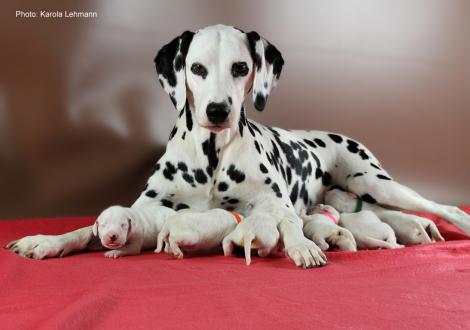 Obonya´s Pride Anna-Ariella mit ihrem Y-Wurf vom Teutoburger Wald (4. Lebenstag)