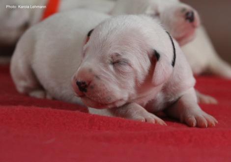 Mr. Schwarz (weiß/schwarz)