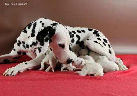 Obonya´s Pride Anna-Ariella mit ihrem Y-Wurf vom Teutoburger Wald (4. Lebenstag)