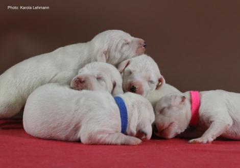 Y-Wurf vom Teutoburger Wald