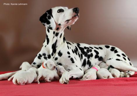 Obonya´s Pride Anna-Ariella mit ihrem Y-Wurf vom Teutoburger Wald (4. Lebenstag)