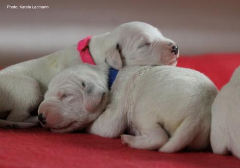 Lady Rosa und Mr. Blau