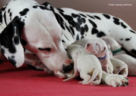 Obonya´s Pride Anna-Ariella mit ihrem Y-Wurf vom Teutoburger Wald (4. Lebenstag)