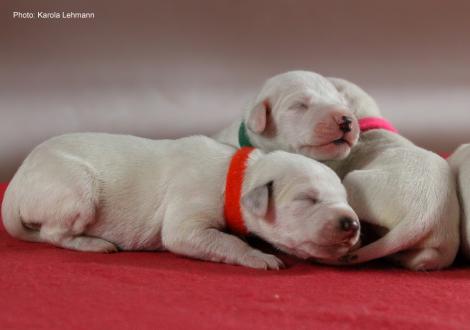 Lady Orange und Mr. Grün