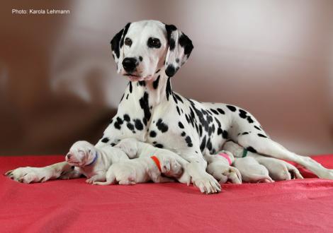Obonya´s Pride Anna-Ariella mit ihrem Y-Wurf vom Teutoburger Wald (4. Lebenstag)