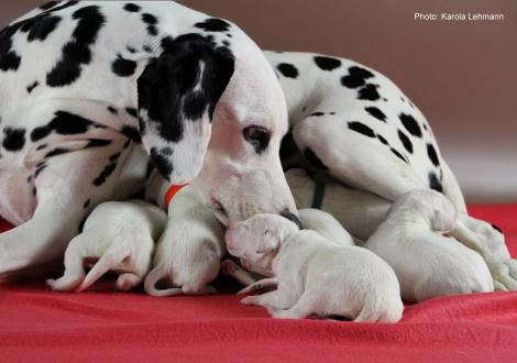 Obonya´s Pride Anna-Ariella mit ihrem Y-Wurf vom Teutoburger Wald (4. Lebenstag)