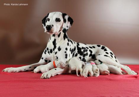 Obonya´s Pride Anna-Ariella mit ihrem Y-Wurf vom Teutoburger Wald (4. Lebenstag)