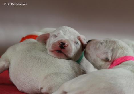 Mr. Grün und Lady Rosa
