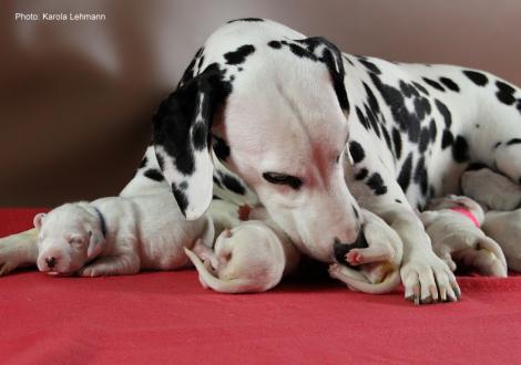 Obonya´s Pride Anna-Ariella mit ihrem Y-Wurf vom Teutoburger Wald (4. Lebenstag)