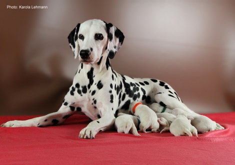 Obonya´s Pride Anna-Ariella mit ihrem Y-Wurf vom Teutoburger Wald (4. Lebenstag)