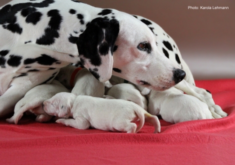 Obonya´s Pride Anna-Ariella mit ihrem Y-Wurf vom Teutoburger Wald (4. Lebenstag)