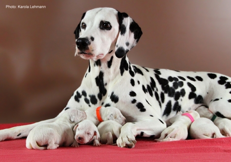 Obonya´s Pride Anna-Ariella mit ihrem Y-Wurf vom Teutoburger Wald (4. Lebenstag)