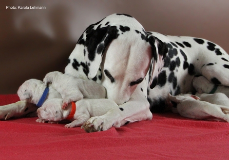 Obonya´s Pride Anna-Ariella mit ihrem Y-Wurf vom Teutoburger Wald (4. Lebenstag)