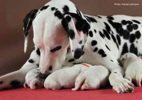 Obonya´s Pride Anna-Ariella mit ihrem Y-Wurf vom Teutoburger Wald (4. Lebenstag)
