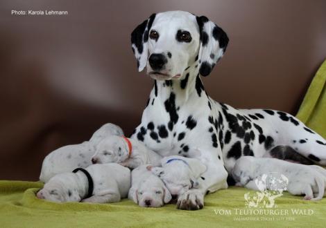 Mama Obonya´s Pride Anna-Ariella mit ihrem Y-Wurf vom Teutoburger Wald (11. Lebenstag)